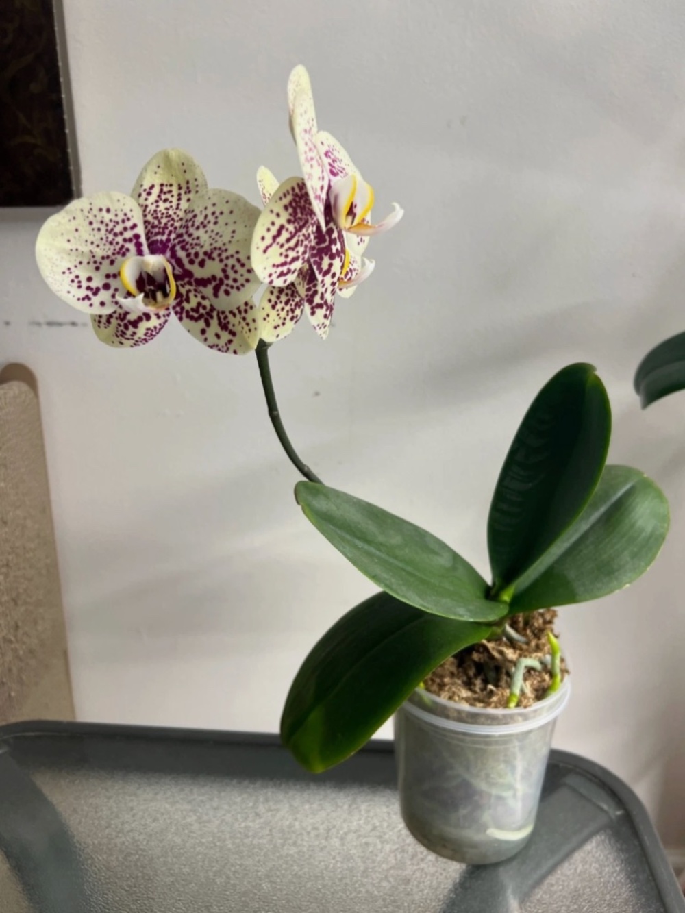Phalaenopsis Orchid plant - UNIQUE BLOOMS!